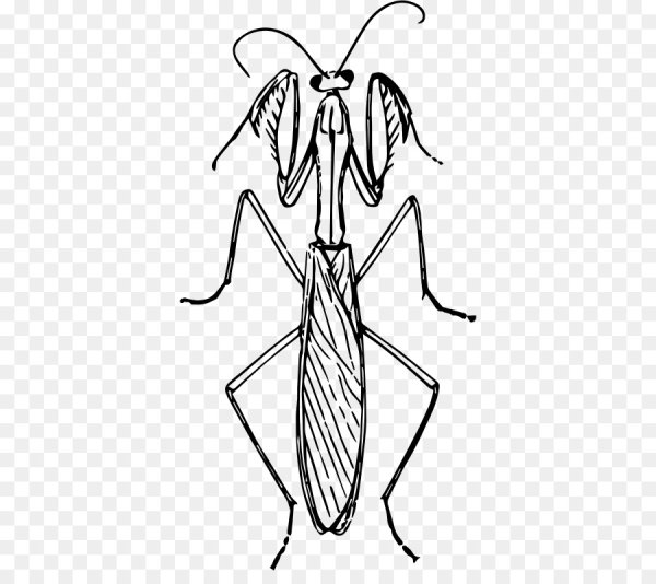 Цветная раскраска богомол