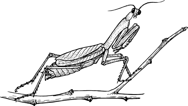 Богомол для дошкольников