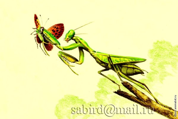 Богомол раскраска