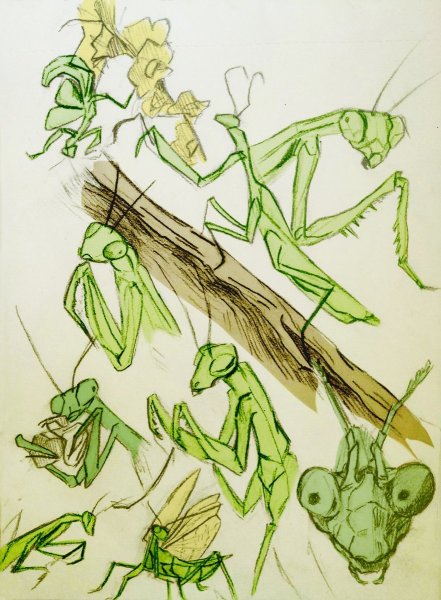 Богомол рисовать