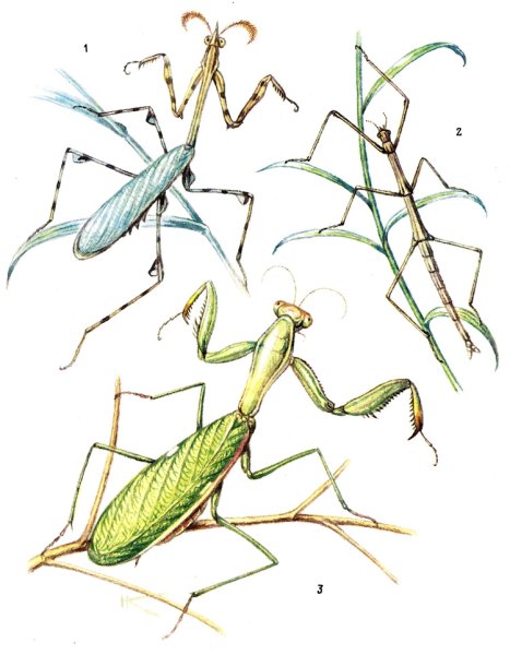 Богомол мульт