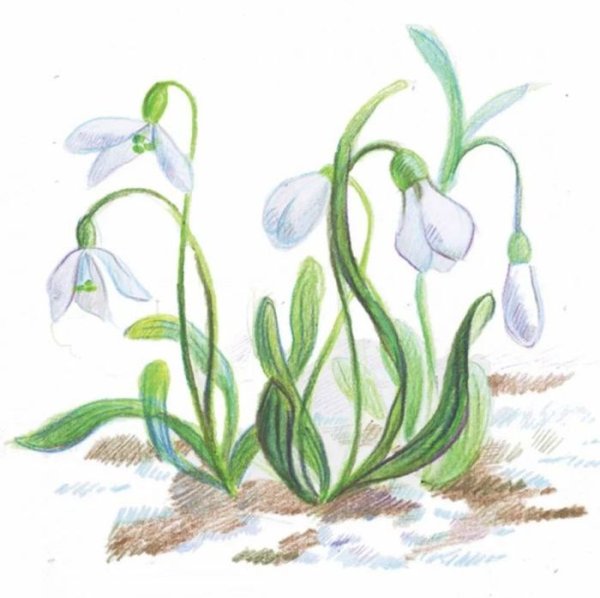 Рисование первых весенних цветов