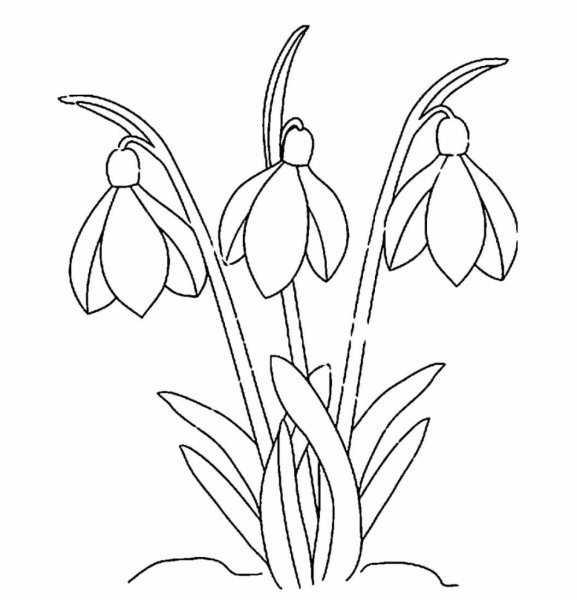 Подснежники раскраска для детей