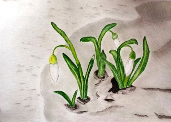 Первоцветы рисунок для детей