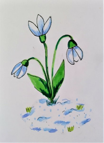 Подснежник рисунок