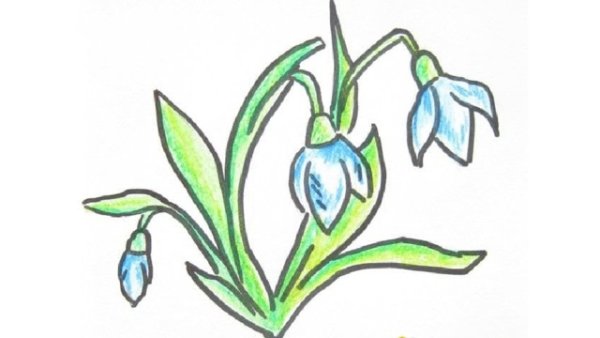Подснежники цветными карандашами для детей