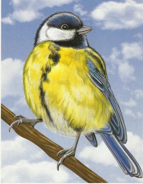 Сладков синичка