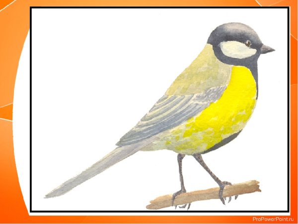 Синица рисунок