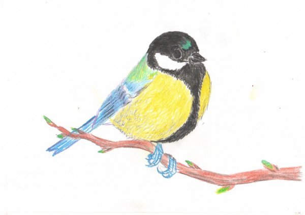 Синичка детский рисунок