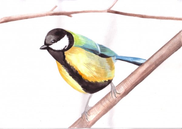 Синица лазоревка картины