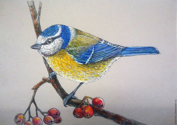 Синица рисунок