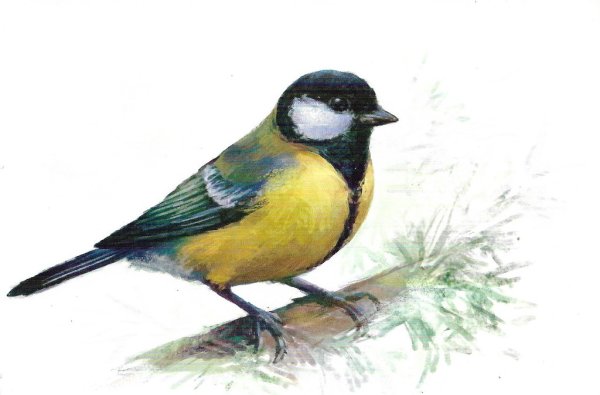 Синица рисунок для детей