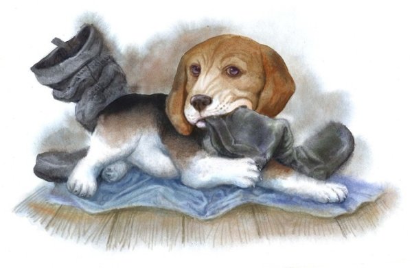 Иллюстрации к рассказу Чинк Сетон-Томпсон