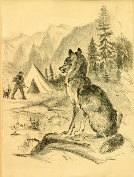 Чинк Сетон-Томпсон