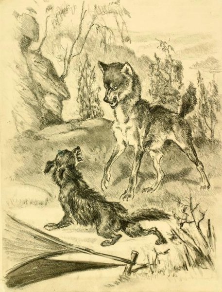 Сетон Томпсон Чинк иллюстрации