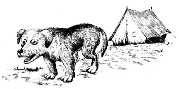 Сетона Томпсона Чинк