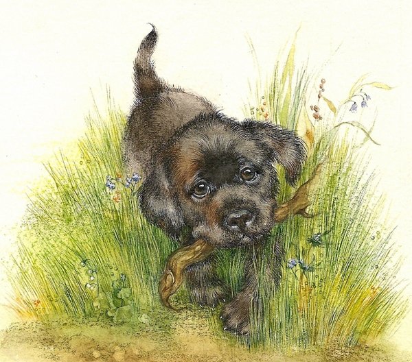 Чинк Сетон-Томпсон