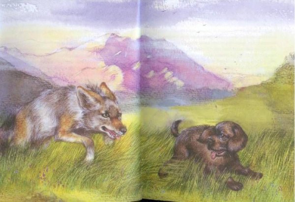 Чинк Сетон-Томпсон