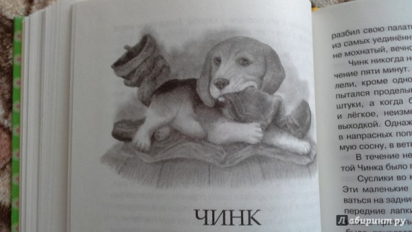 Чинк охраняет палатку