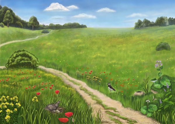 Сказочное поле