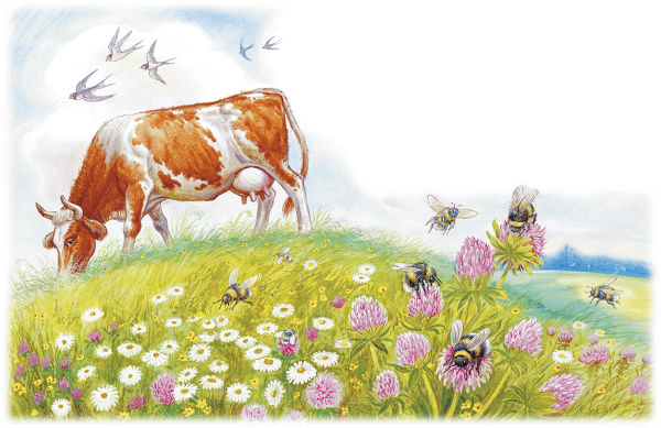 Корова на лужайке