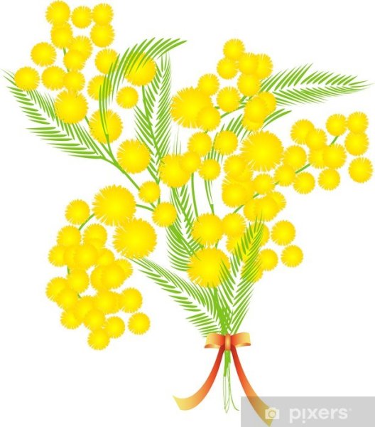 Мимоза вектор