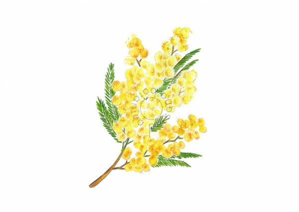 Мимоза цветок