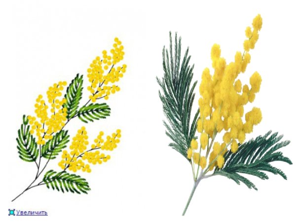 Ветка мимозы для рисования