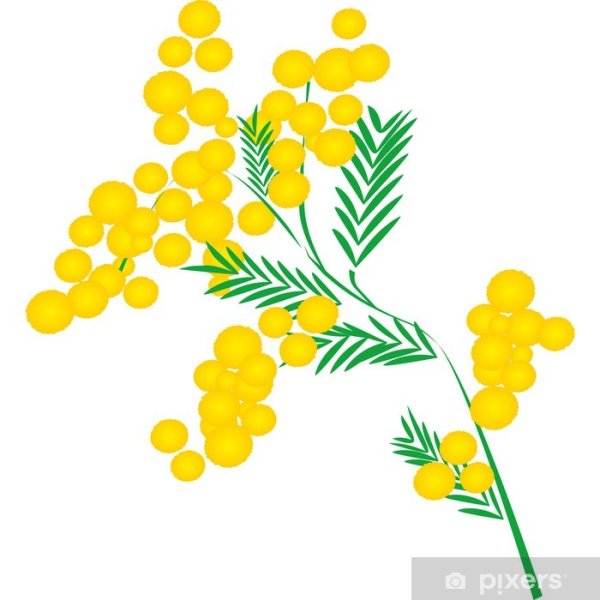 Ветка мимозы для детей