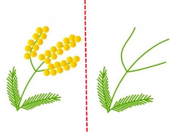 Ветка мимозы ватными палочками