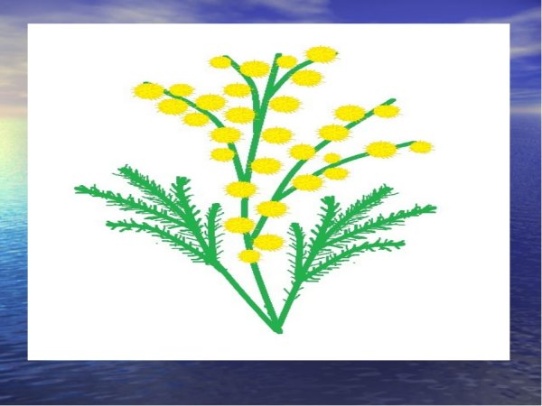 Ветка мимозы для рисования