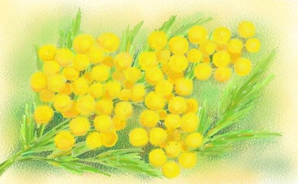 Мимоза для детей