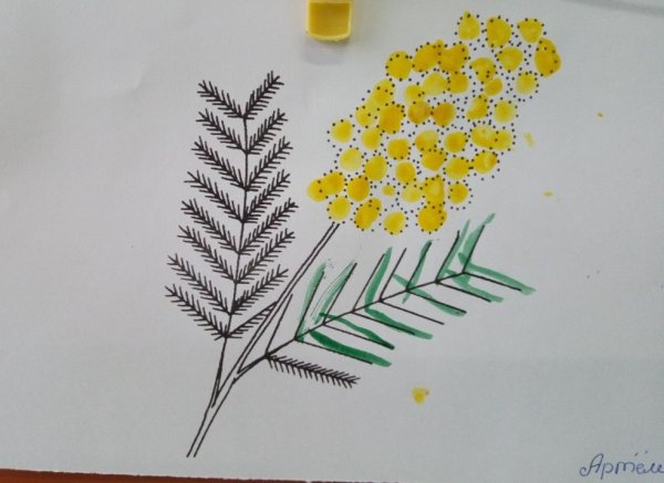 Ветка мимозы для рисования