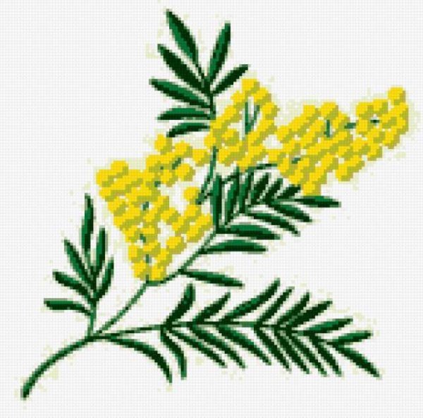 Мимоза цветок