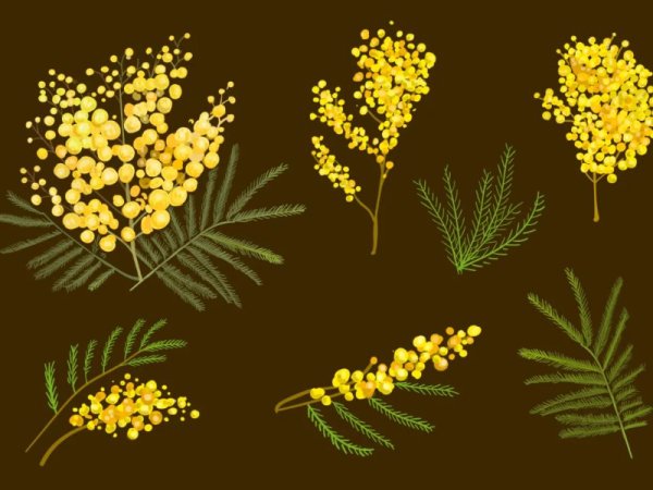 Ветка мимозы ватными палочками