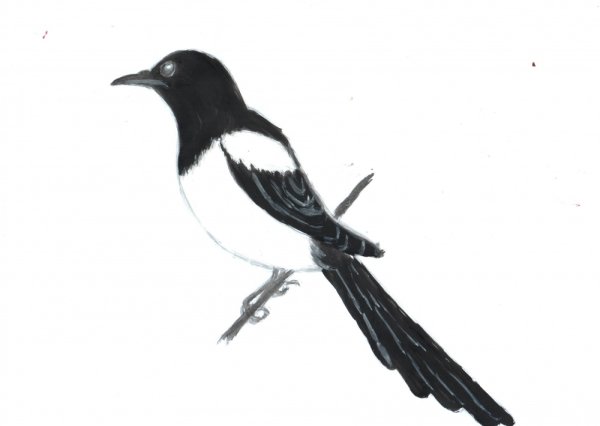 Сорока раскраска