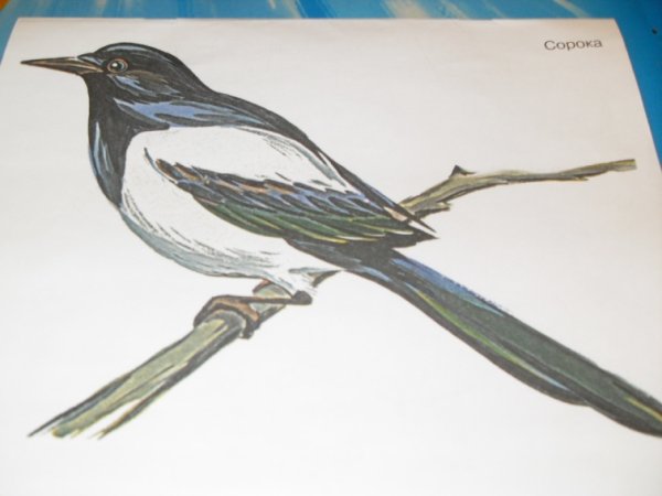 Сорока карандашом