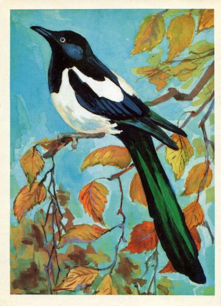 Картина сорока