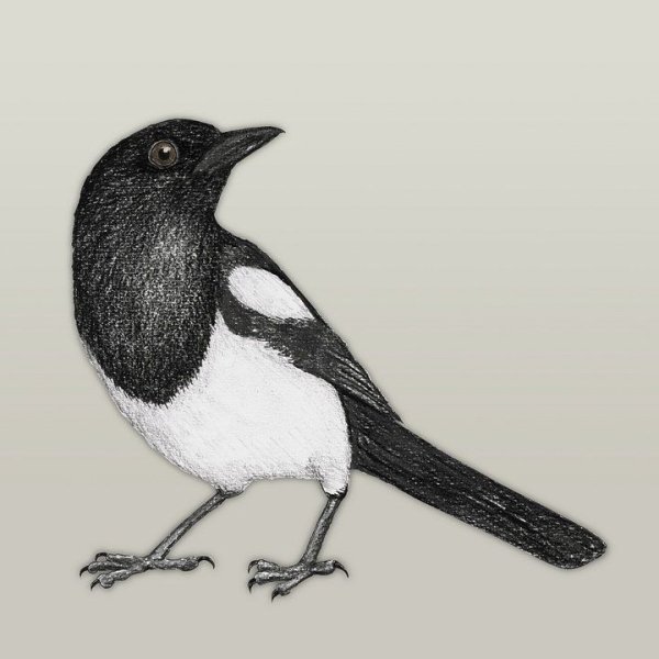 Рисование сорока