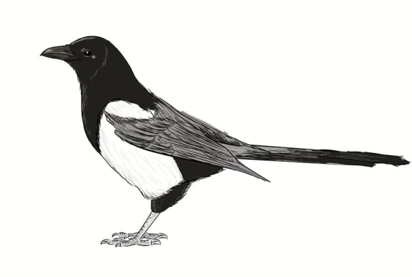 Сорока рисунок для детей