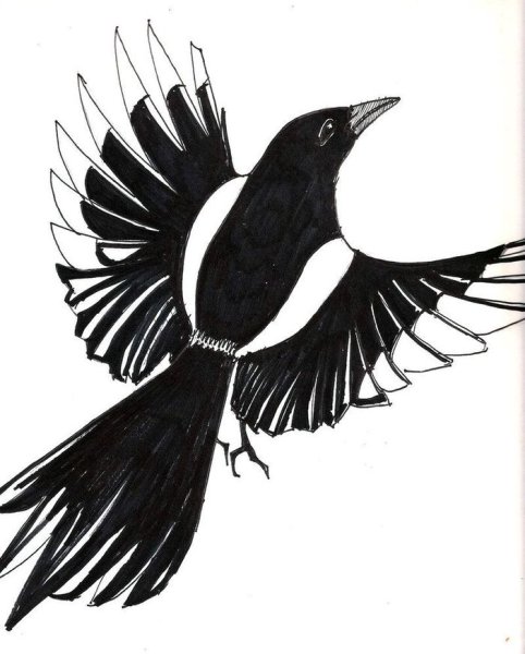 Сорока эскиз