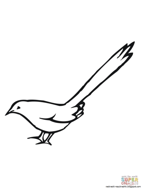 Сорока раскраска