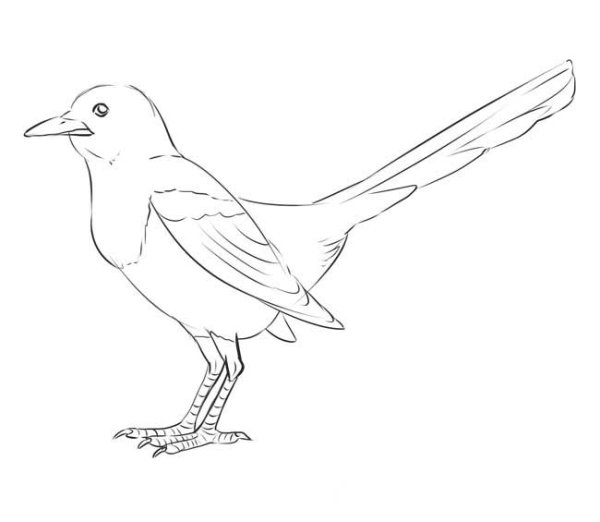 Раскраска птицы сорока