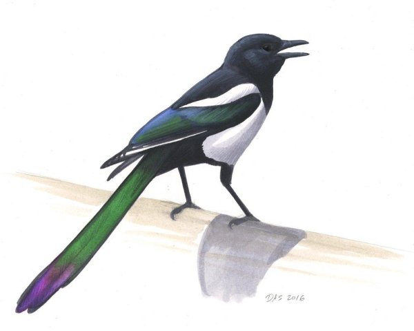 Рисование сорока