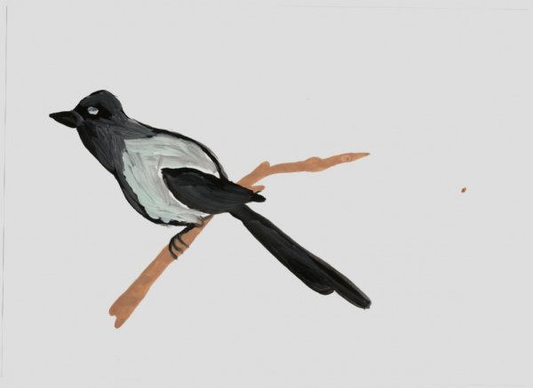 Рисование сорока белобока