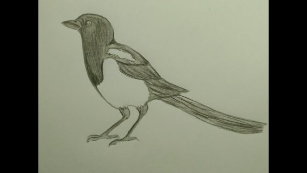 Сорока карандашом