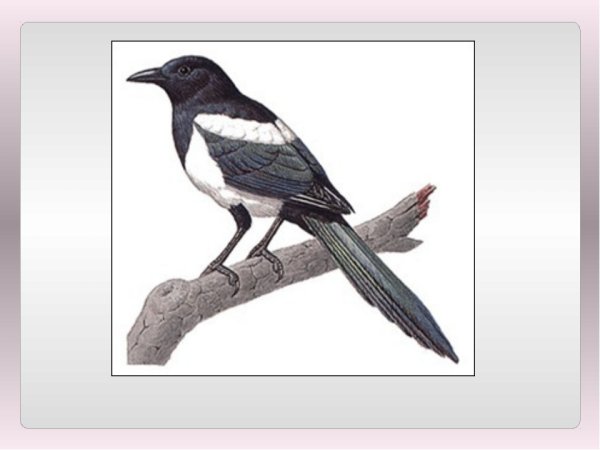 Сороки в детском саду