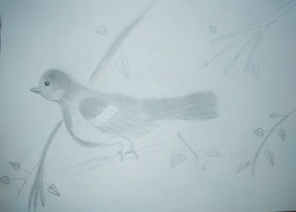 Сорока рисунок легкий