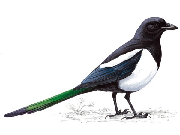 Сорока рисунок