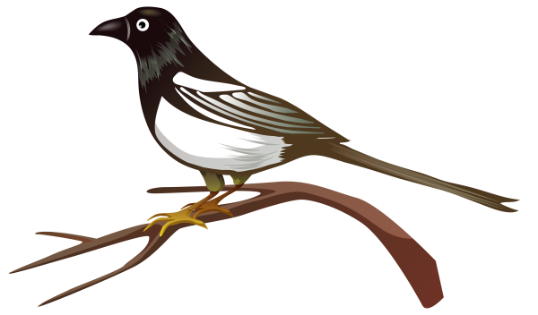 Сорока для детей